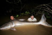 Cách để bảo tồn cá khổng lồ sông Mekong
