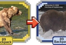 Ba lô chiến thắng Fat Bear Week 2026, vượt qua con cái của cựu vô địch