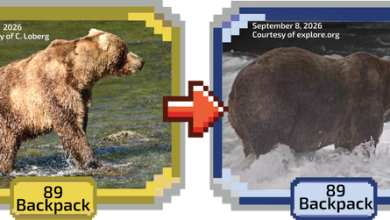 Ba lô chiến thắng Fat Bear Week 2026, vượt qua con cái của cựu vô địch Ba lô chiến thắng Fat Bear Week 2026, vượt qua con cái của cựu vô địch