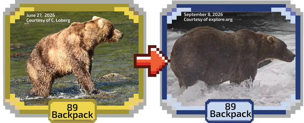 Ba lô chiến thắng Fat Bear Week 2026, vượt qua con cái của cựu vô địch Ba lô chiến thắng Fat Bear Week 2026, vượt qua con cái của cựu vô địch