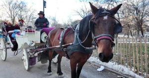 Hội đồng NYC phê duyệt cấm xe ngựa kéo: Bước ngoặt cho giao thông đô thị!